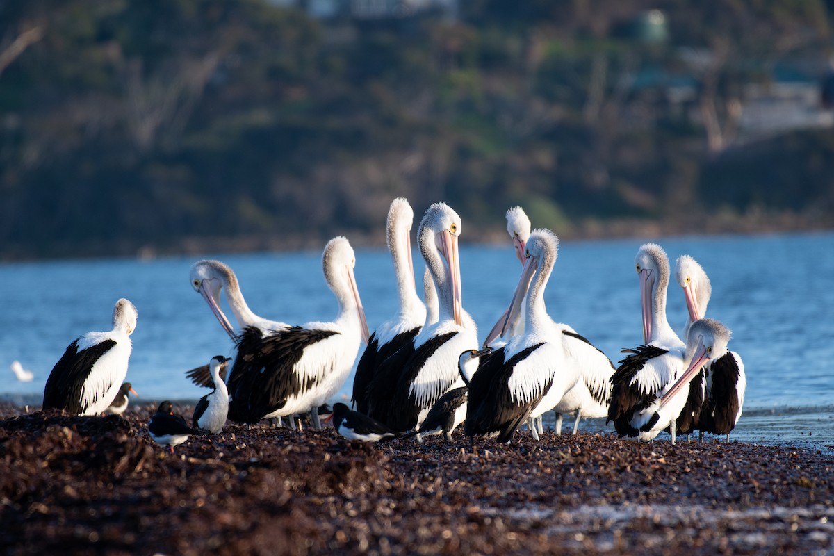 pelikán australský - ML606092651