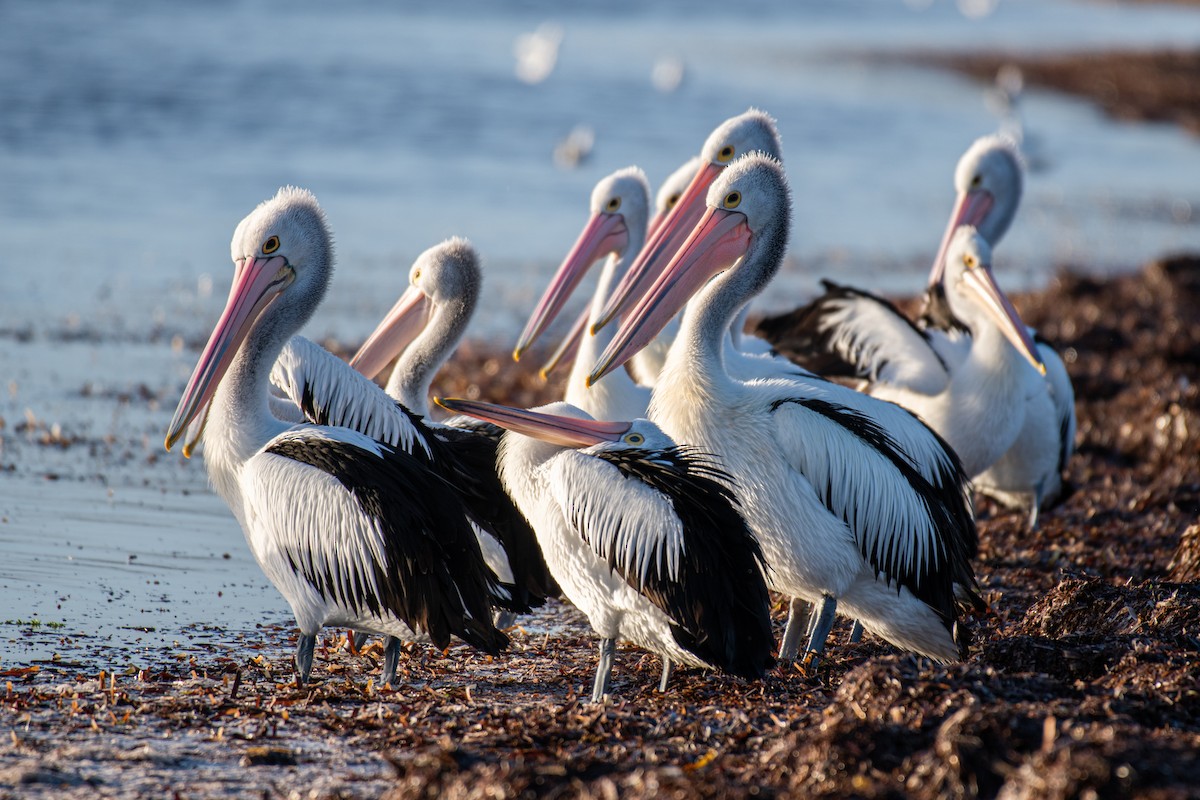 Australian Pelican - ML606092681