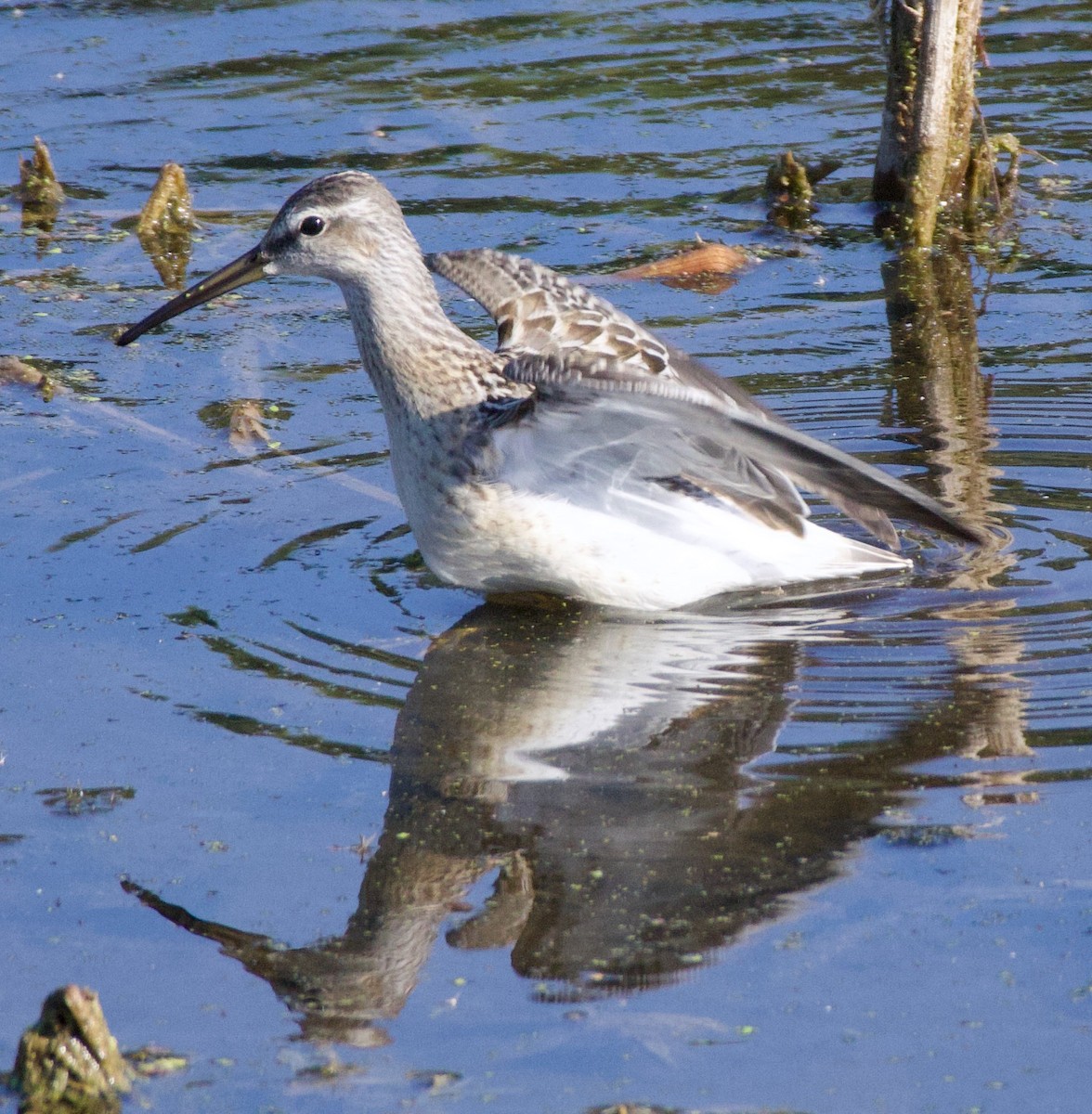 Stilt Sandpiper - Michael Yellin