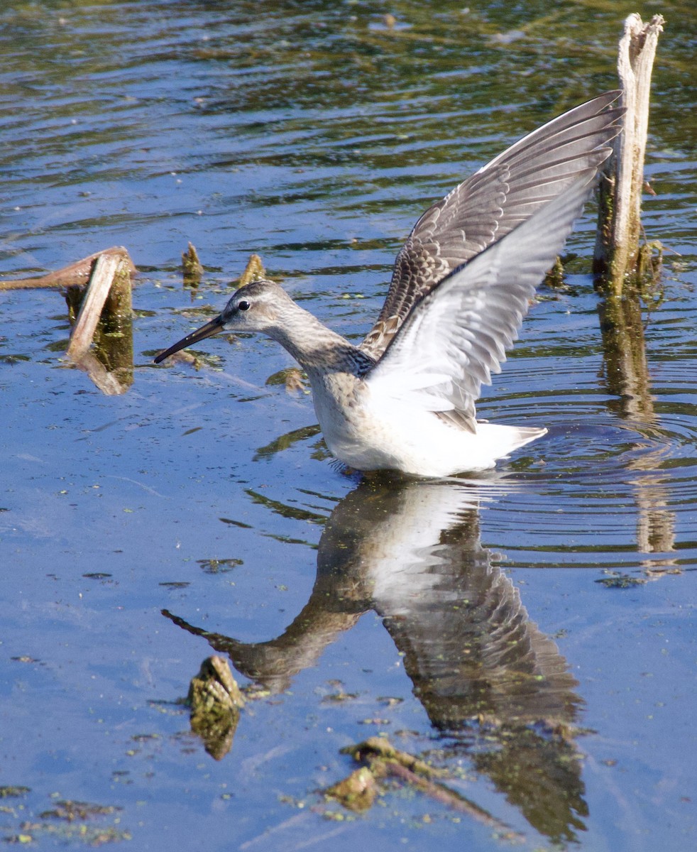 Stilt Sandpiper - ML606093381