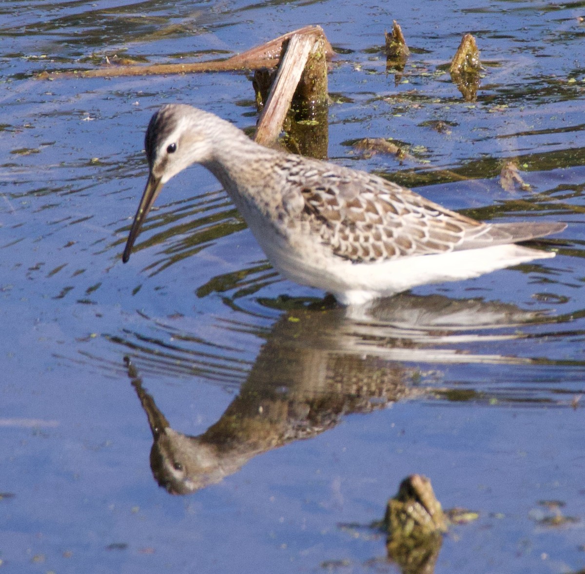 Stilt Sandpiper - ML606093391