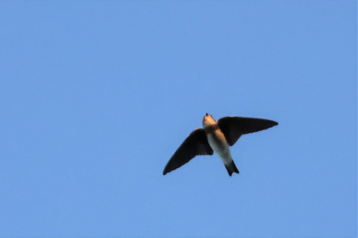 Bank Swallow - ML606093441