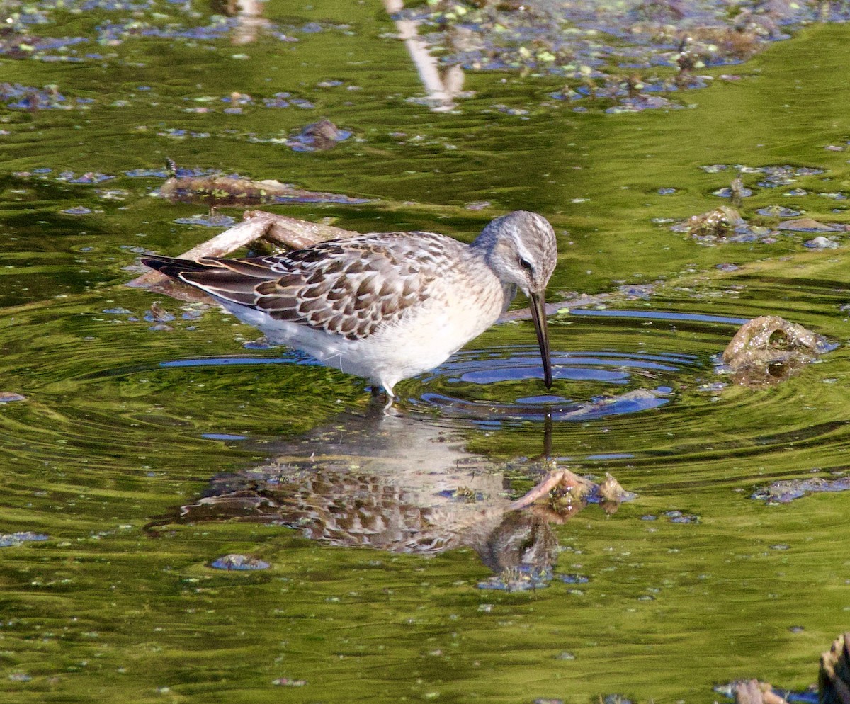 Stilt Sandpiper - Michael Yellin