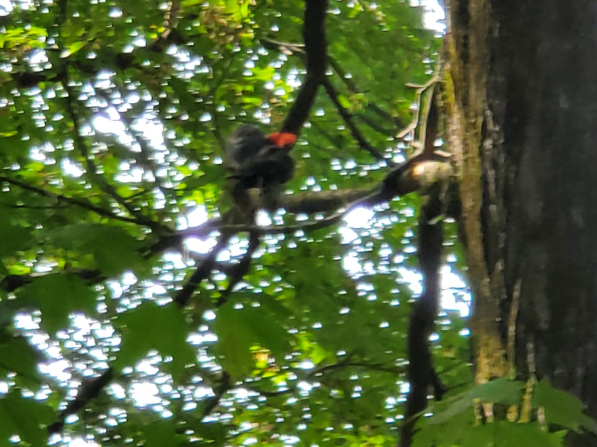 Pileated Woodpecker - ML606093501