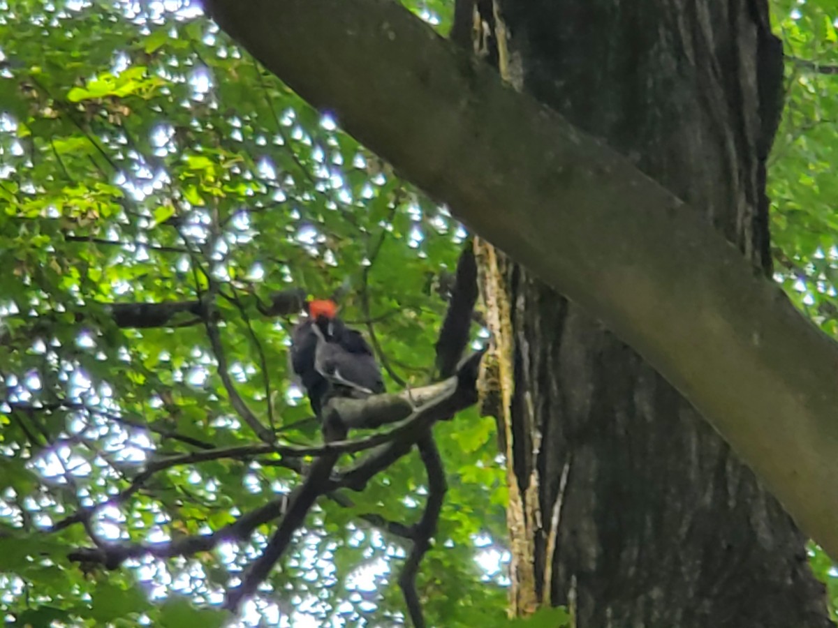 Pileated Woodpecker - ML606093531