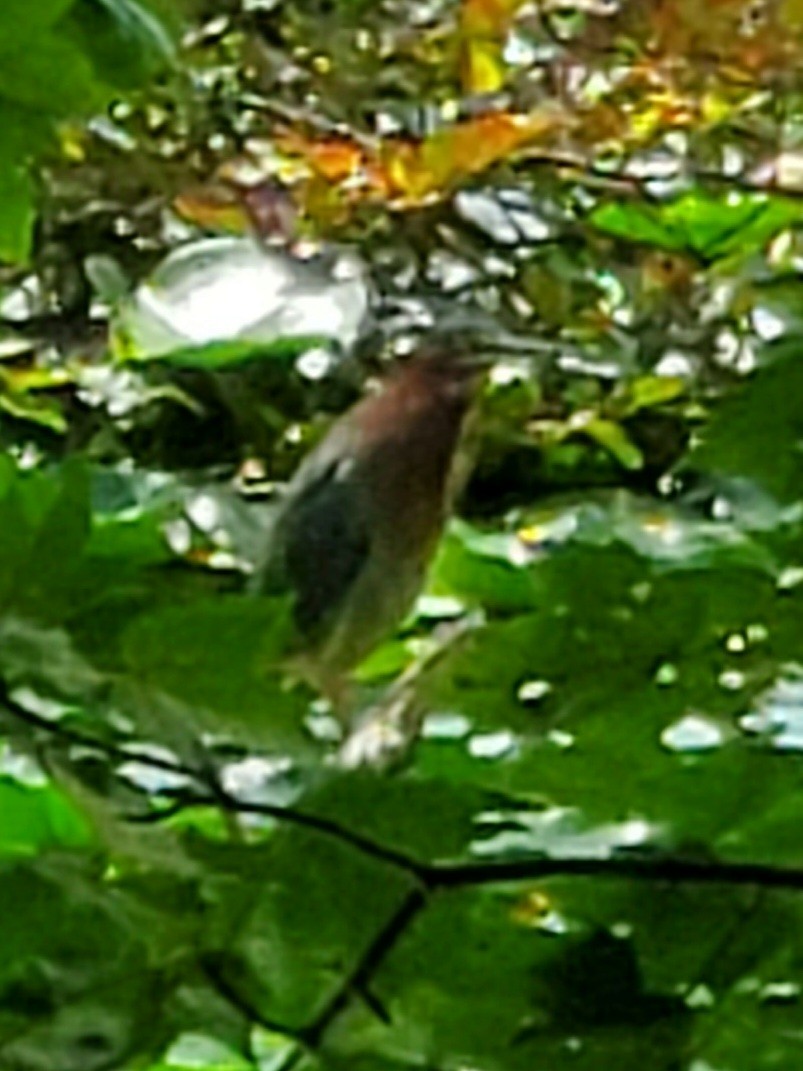 Green Heron - ML606094031