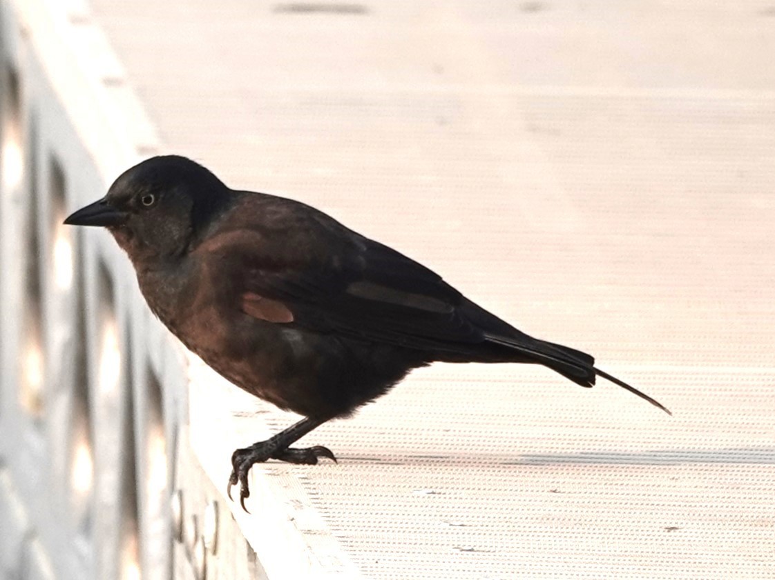 Common Grackle - ML606094171