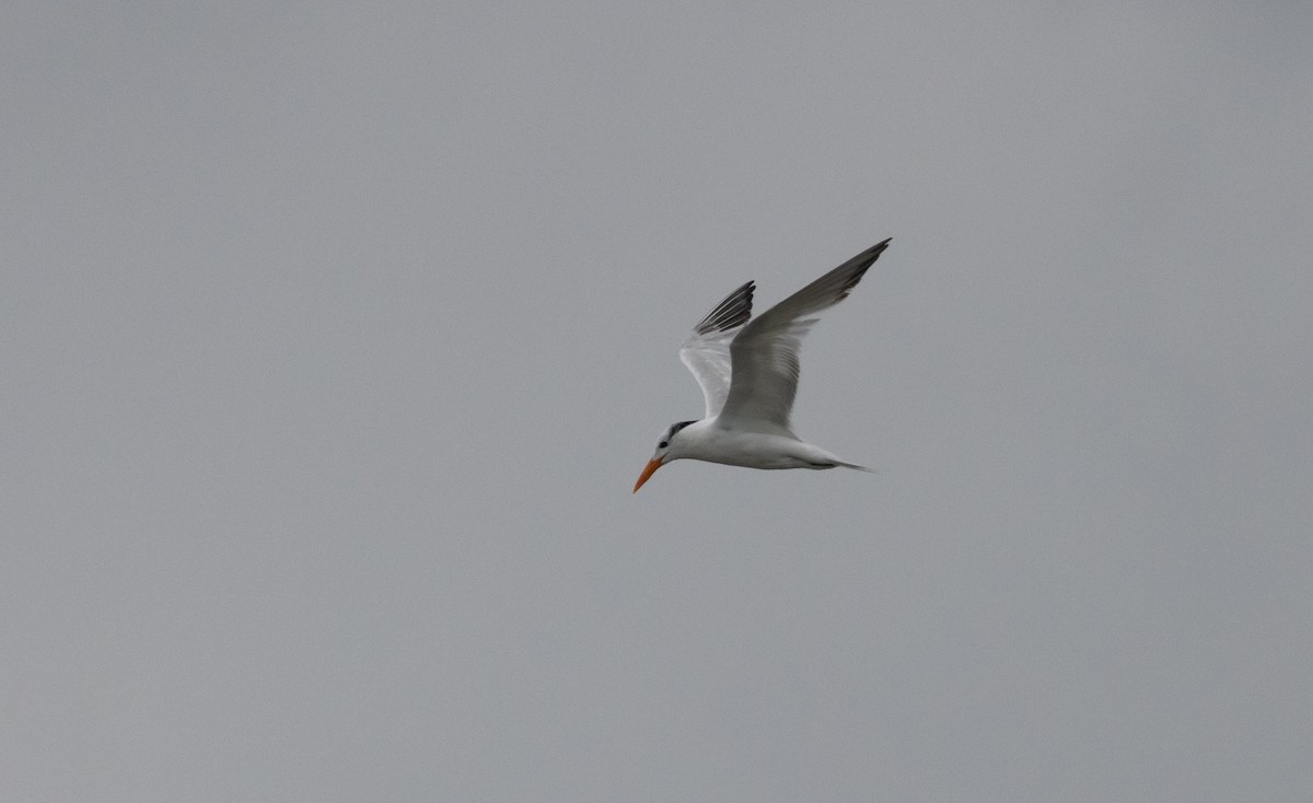 Royal Tern - ML606094841