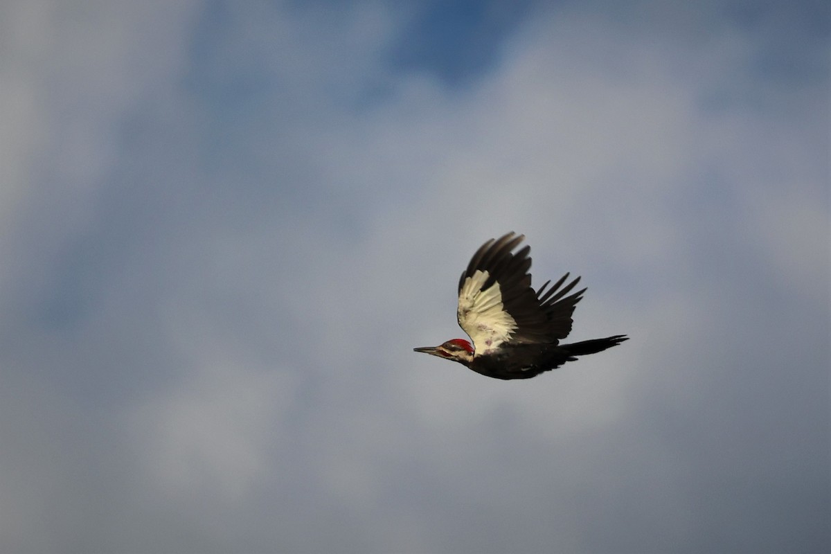 Pileated Woodpecker - David Nelson