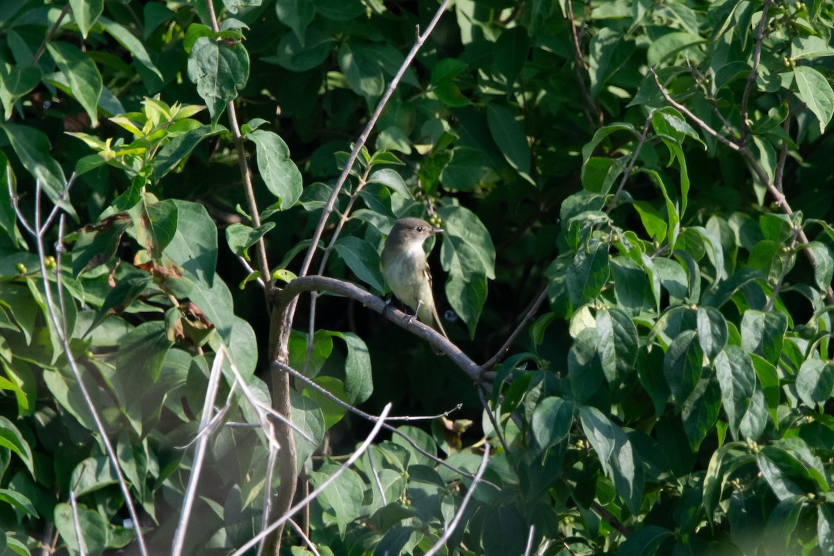 Alder Flycatcher - ML606095211