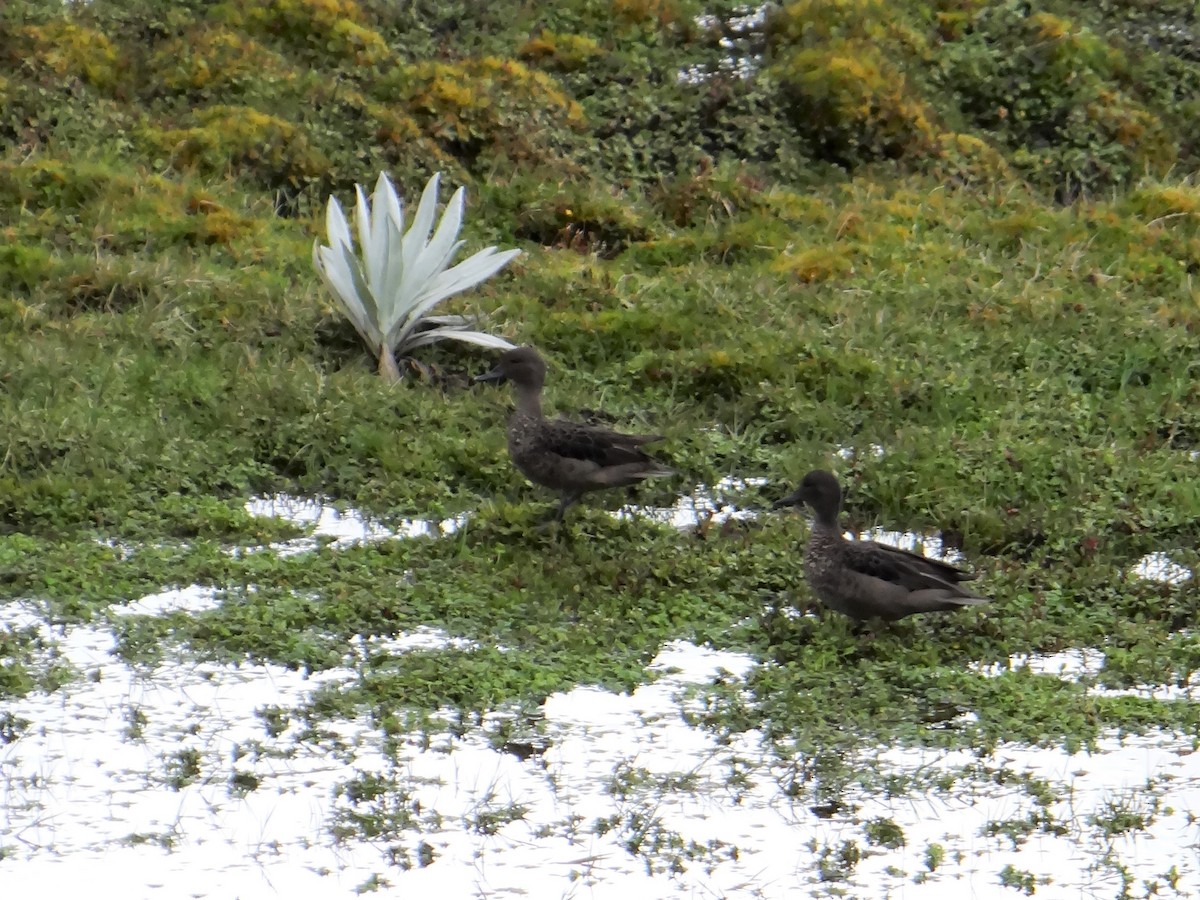 Andean Teal - ML606096531