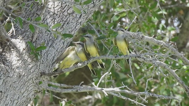 Western Kingbird - ML606096611