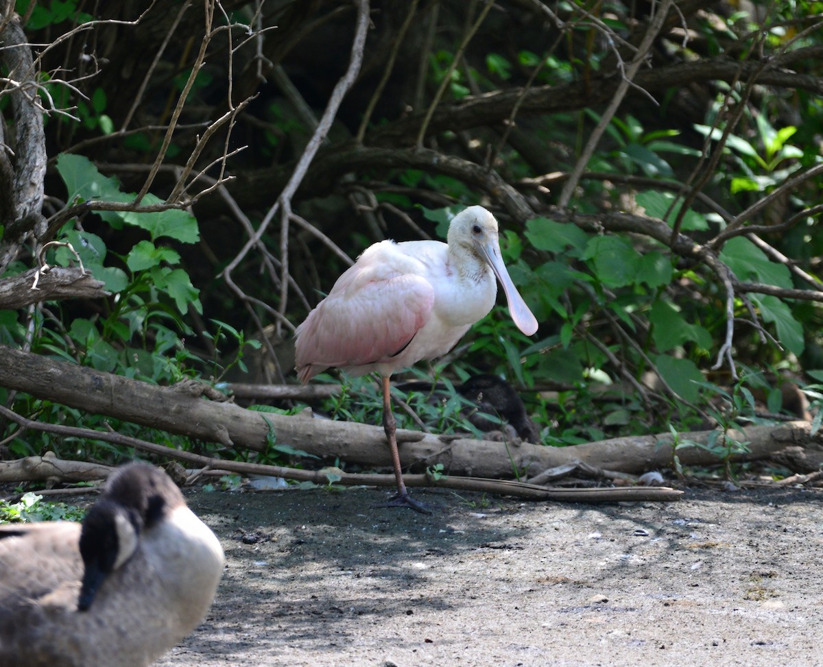 rosenskjestork - ML606097101