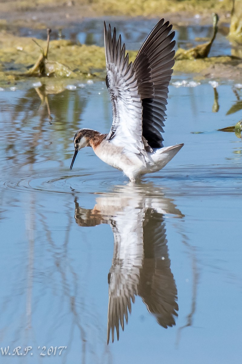 Wilson's Phalarope - ML60609711