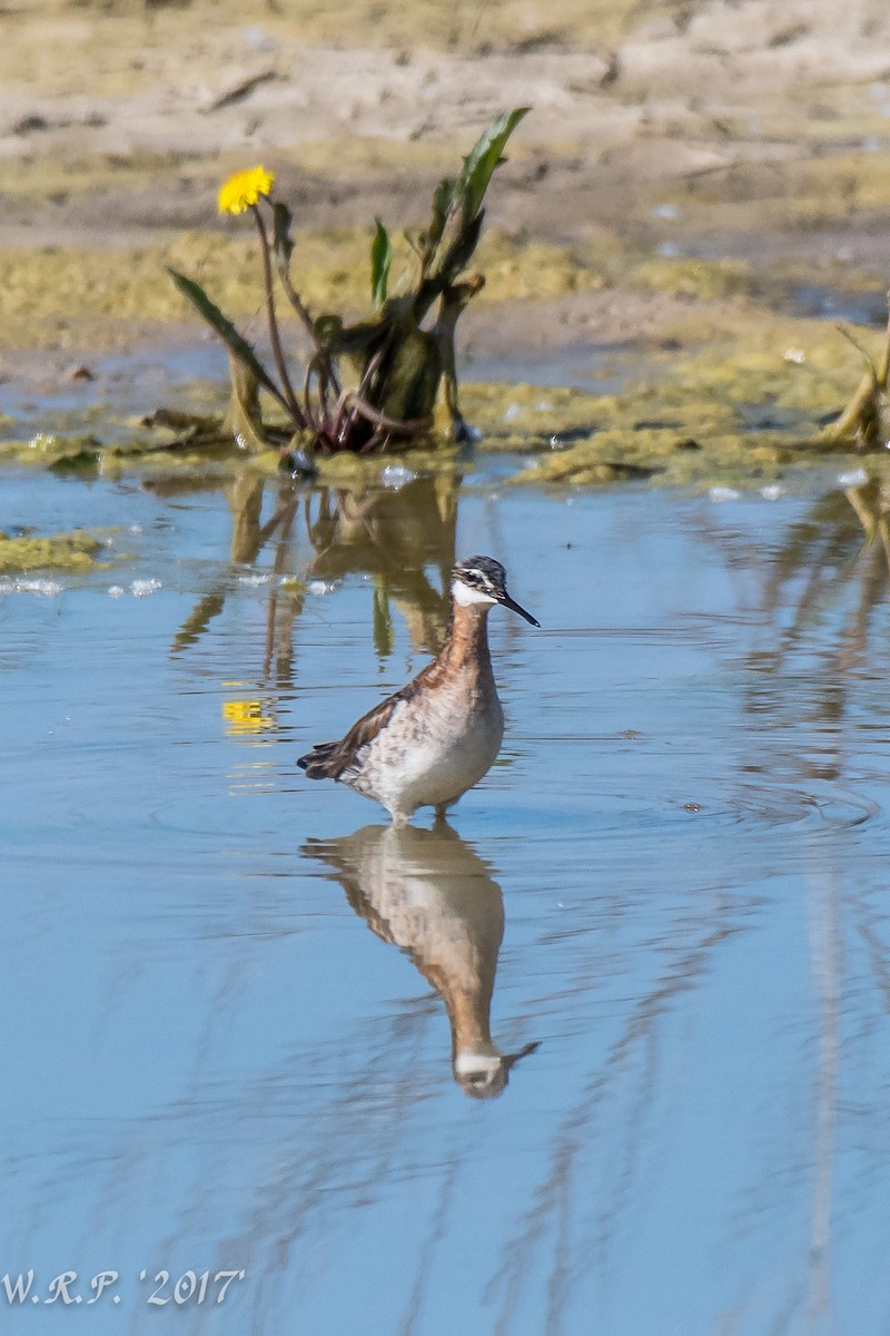 Wilson's Phalarope - Rose White