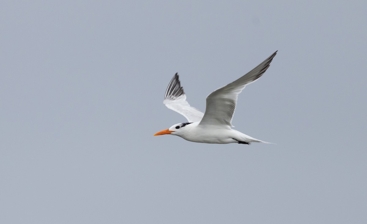 Royal Tern - ML606097591