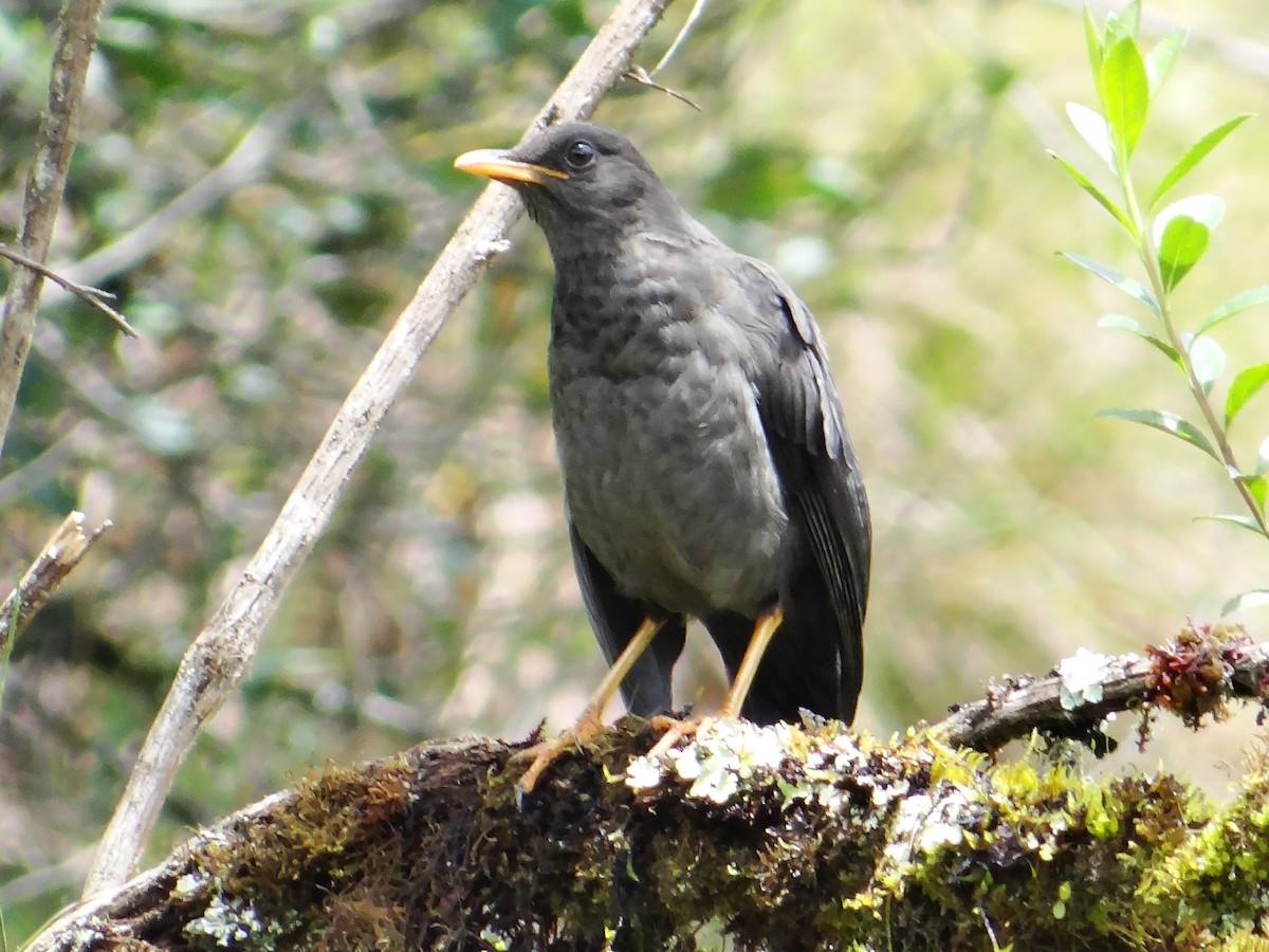 Great Thrush - ML606097661