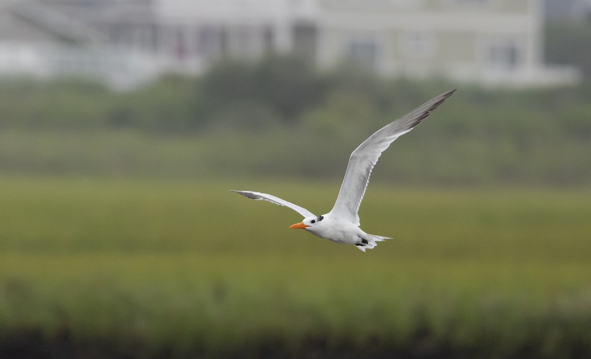 Royal Tern - ML606097771