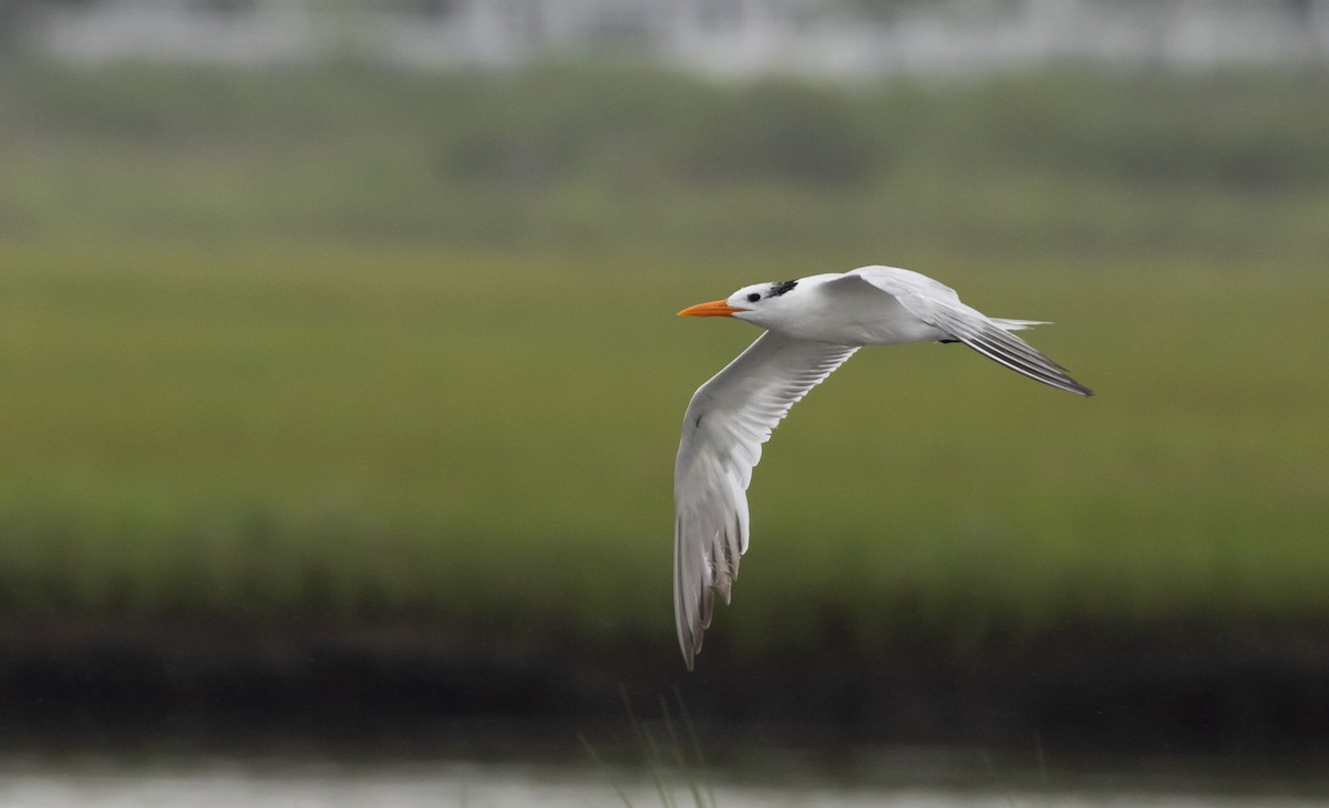 Royal Tern - ML606097781