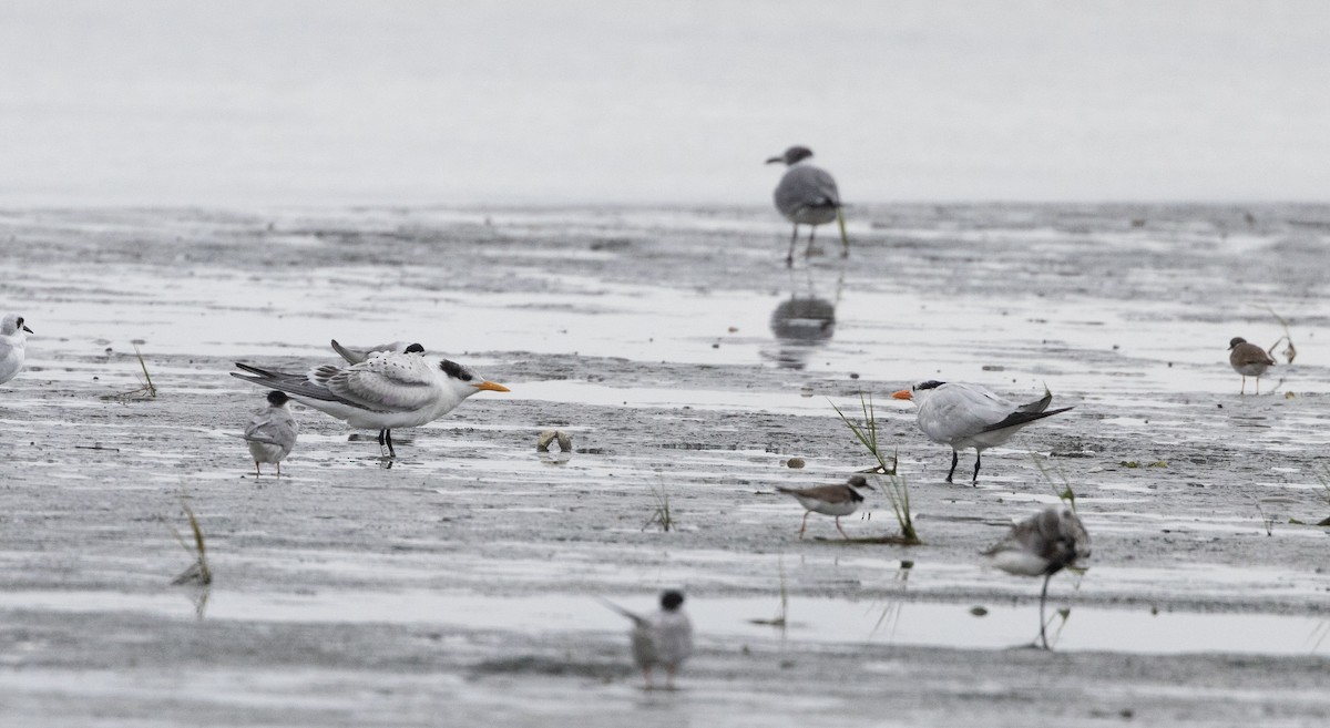 Royal Tern - ML606097791