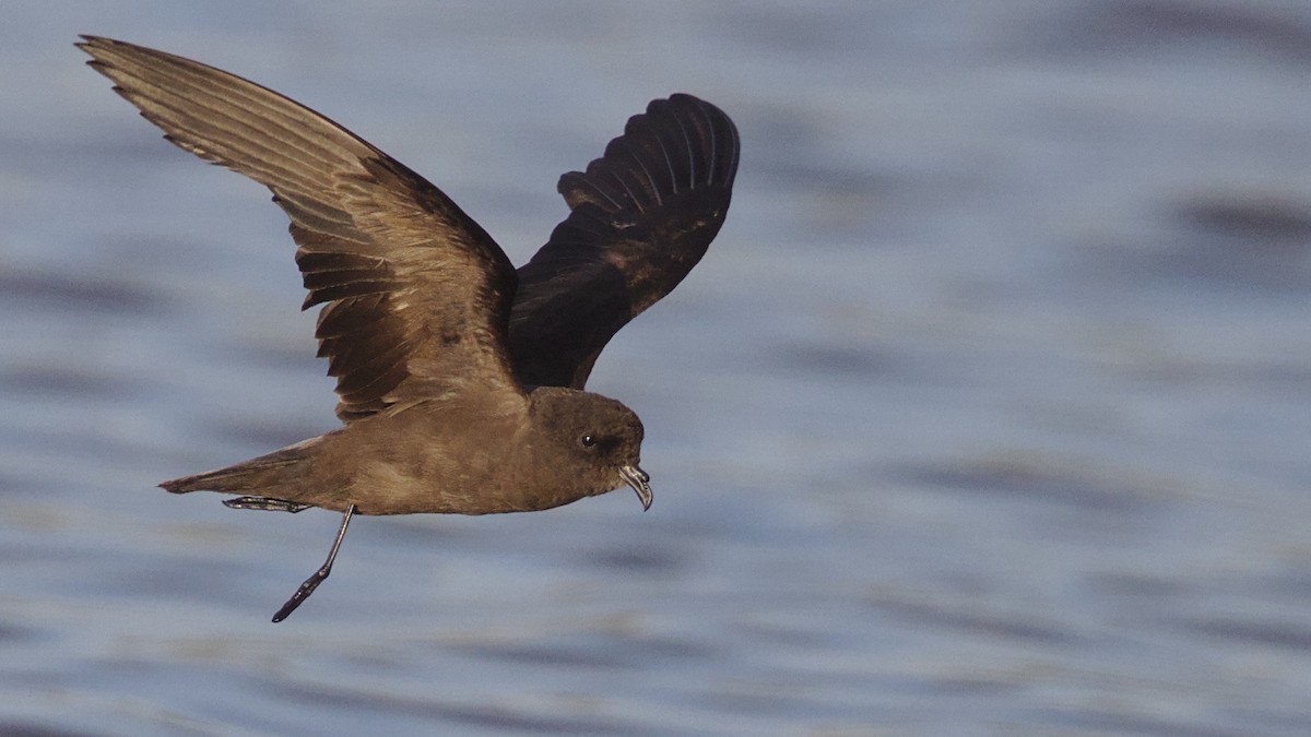 Least Storm-Petrel - Mark Scheel