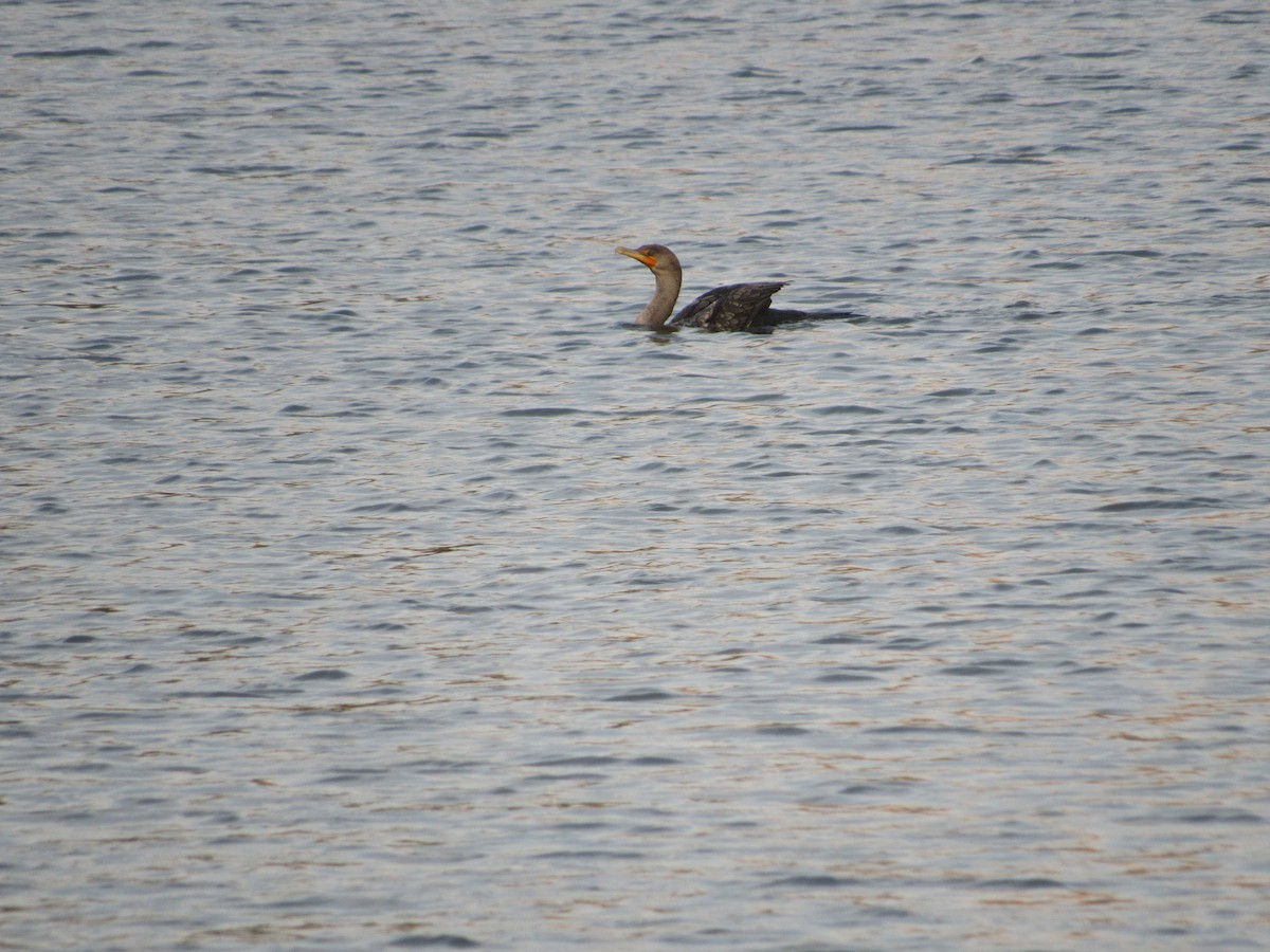 Double-crested Cormorant - ML606098151