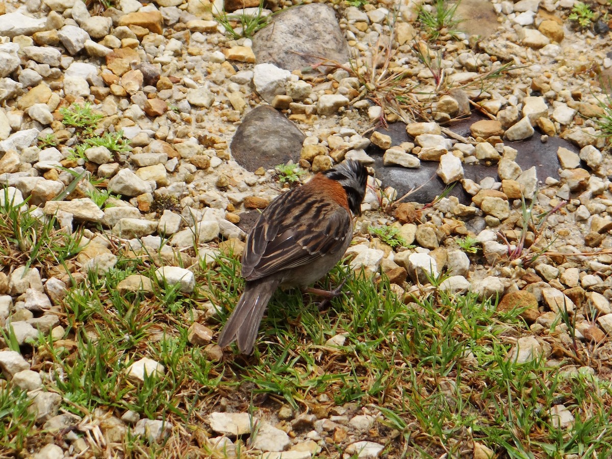 Rufous-collared Sparrow - ML606098231