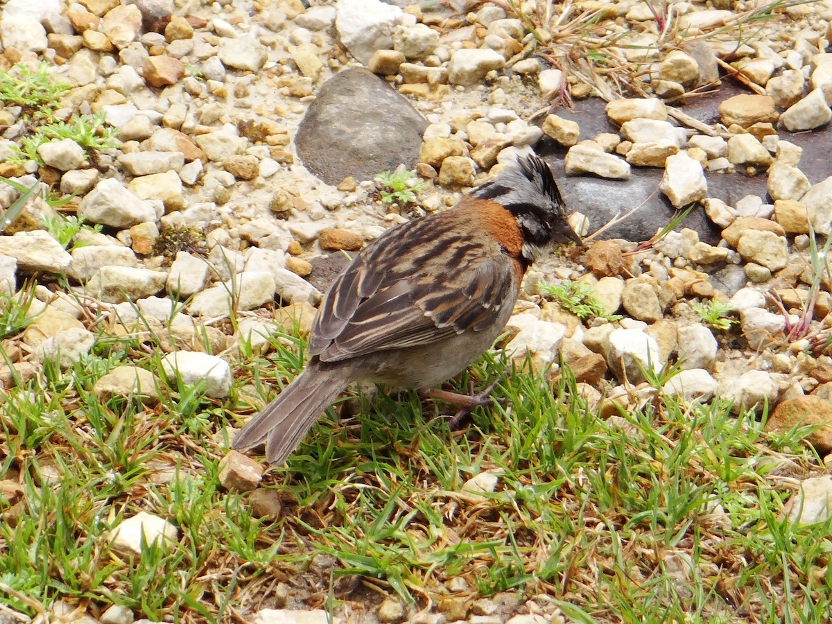 Rufous-collared Sparrow - ML606098261