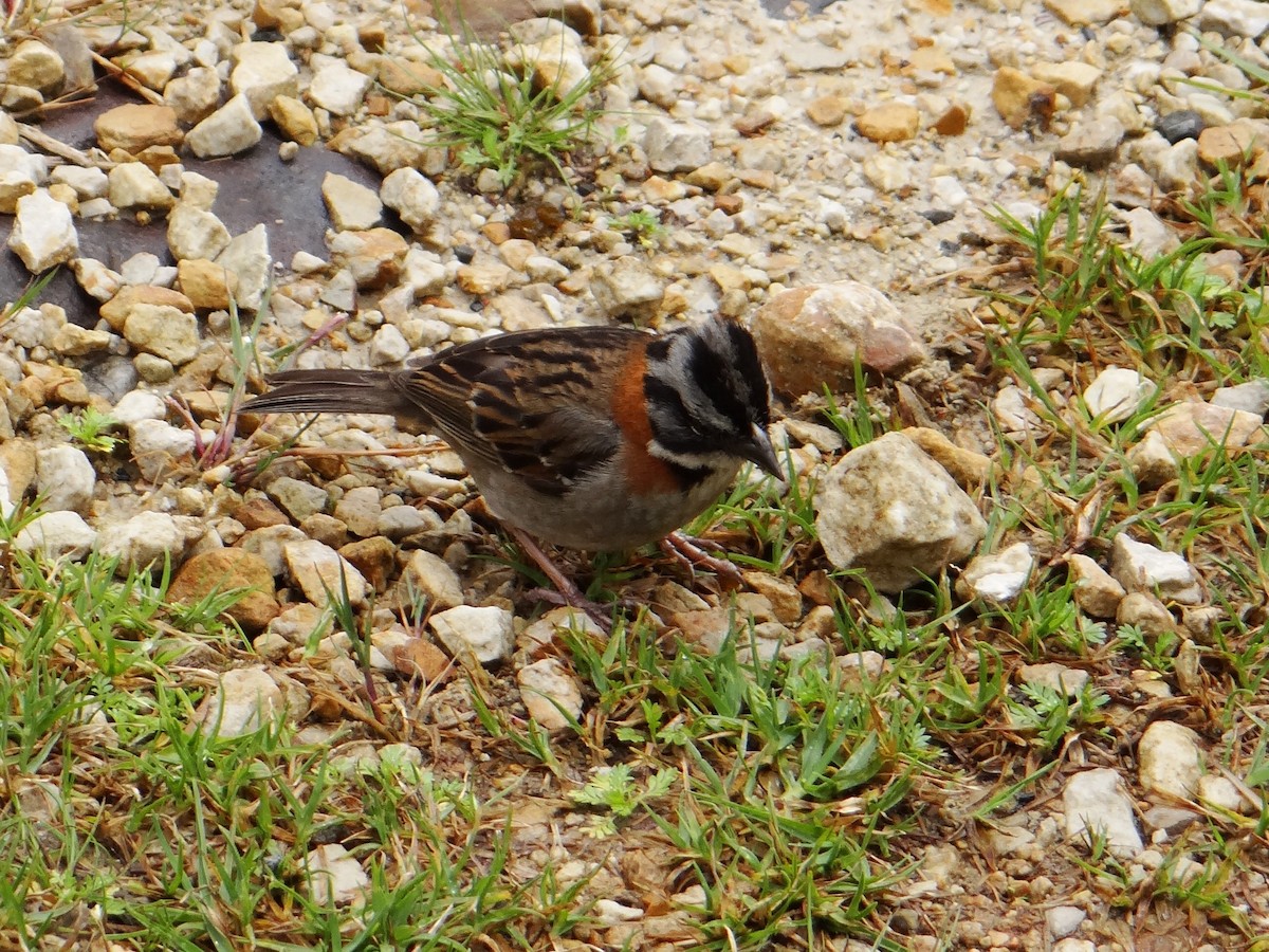 Rufous-collared Sparrow - ML606098281