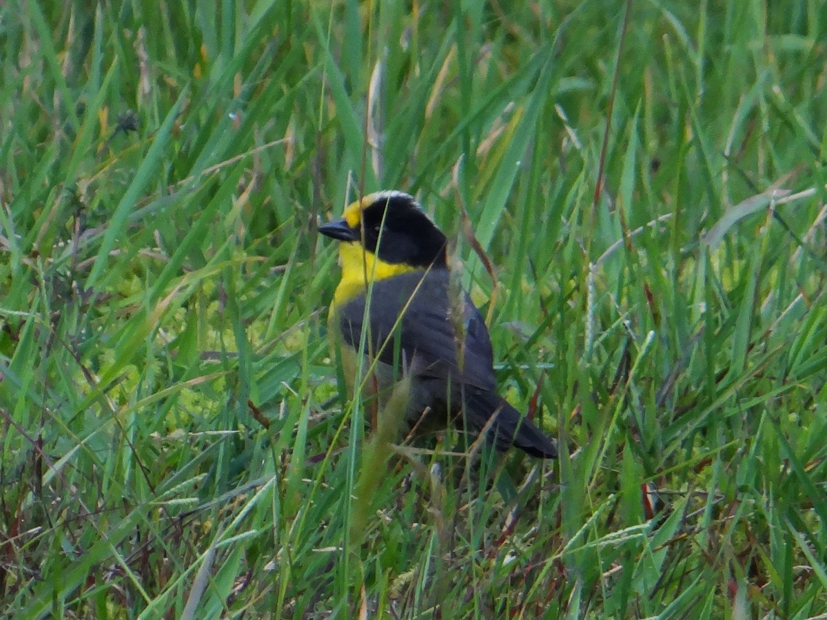 Pale-naped Brushfinch - ML606098711