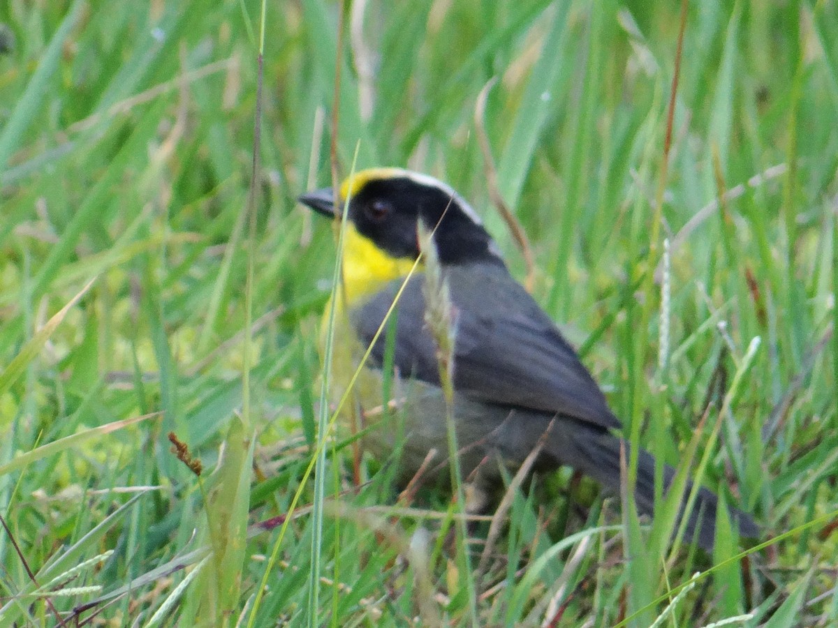 Pale-naped Brushfinch - Rudi Laps