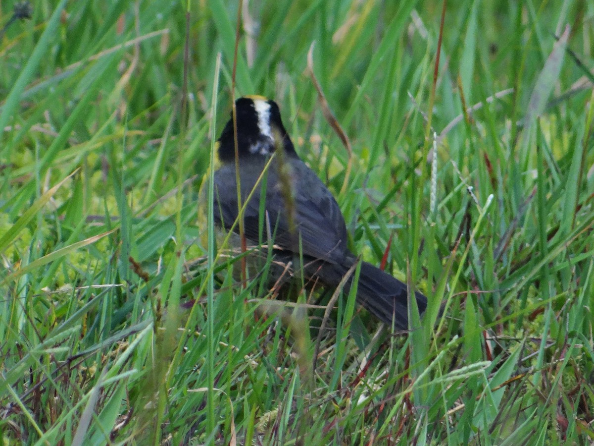 Pale-naped Brushfinch - ML606098861