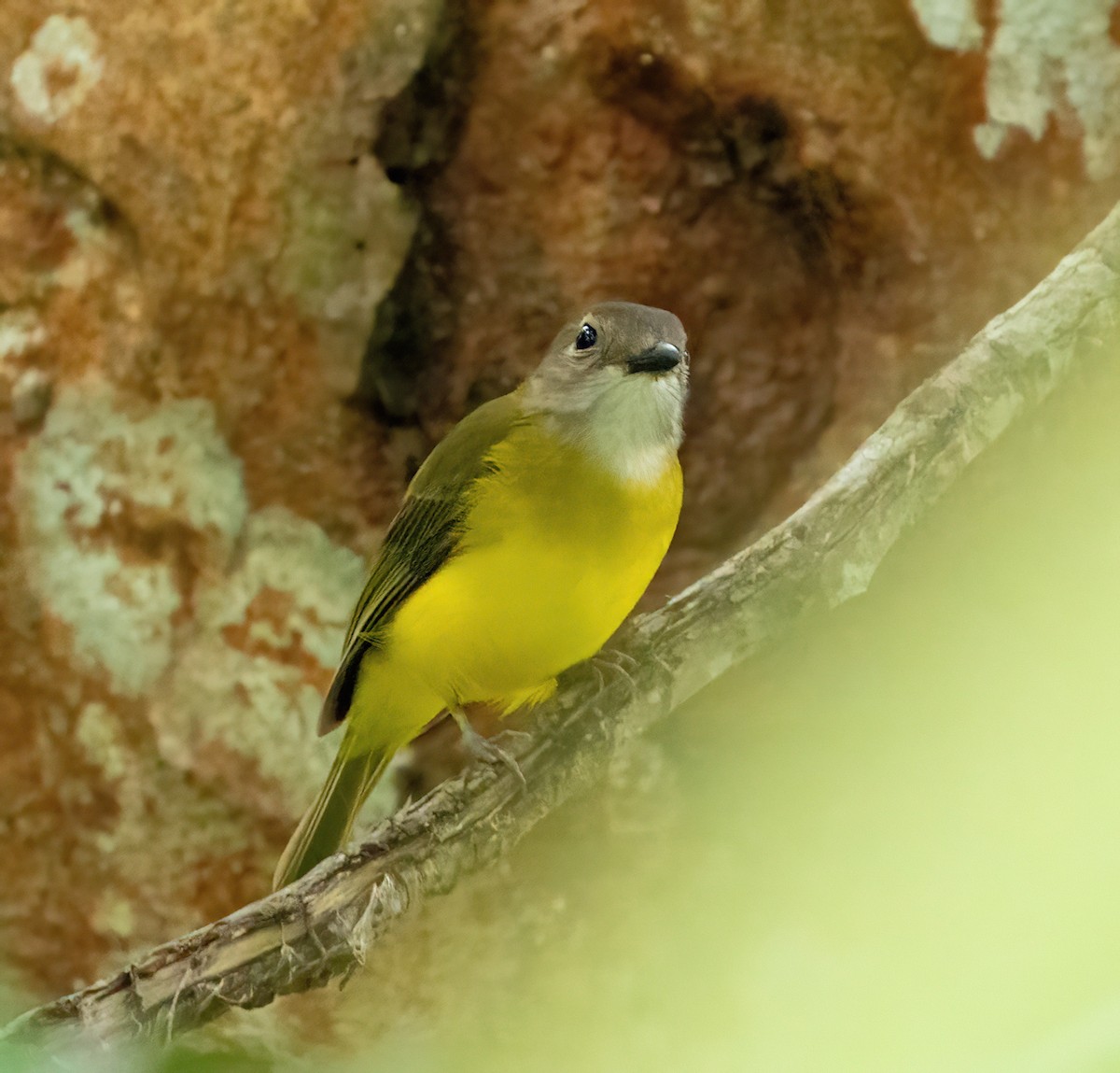 Yellow-bellied Whistler - Kevin Pearce