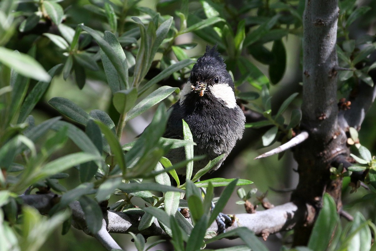 Rufous-vented Tit - ML60609961