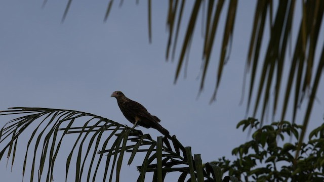 Caracara Chimachima - ML606099731