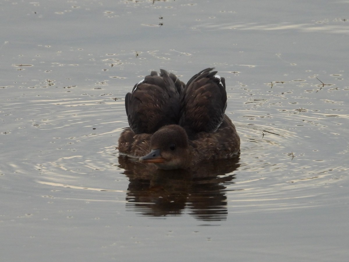 Hooded Merganser - ML606100171