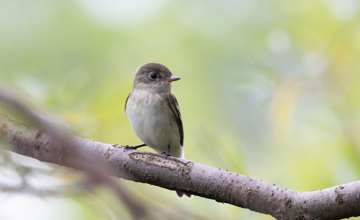 Willow Flycatcher - Jay McGowan