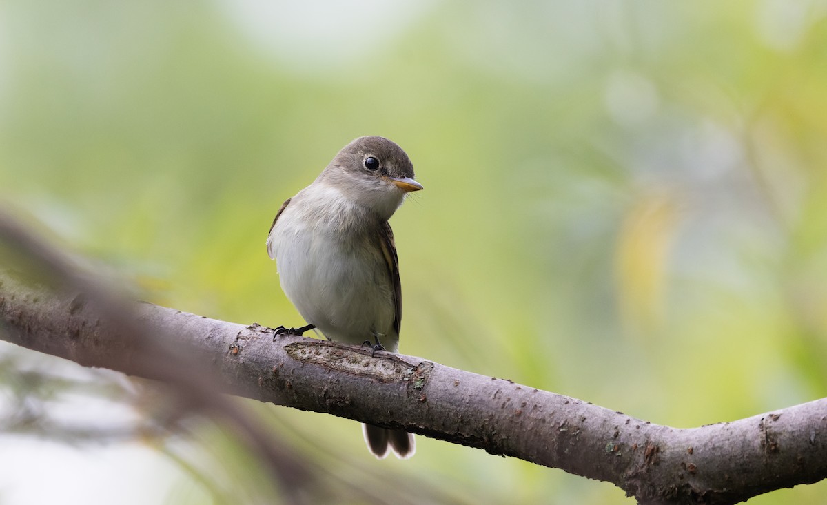 Willow Flycatcher - ML606100251