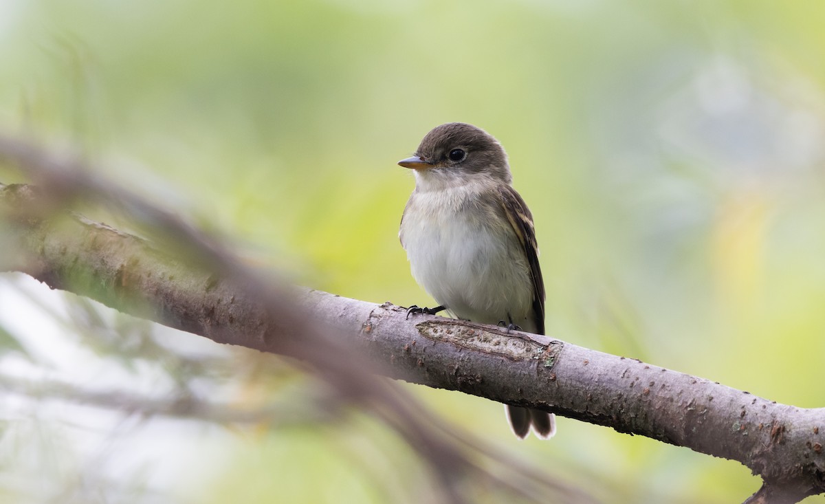 Willow Flycatcher - ML606100301