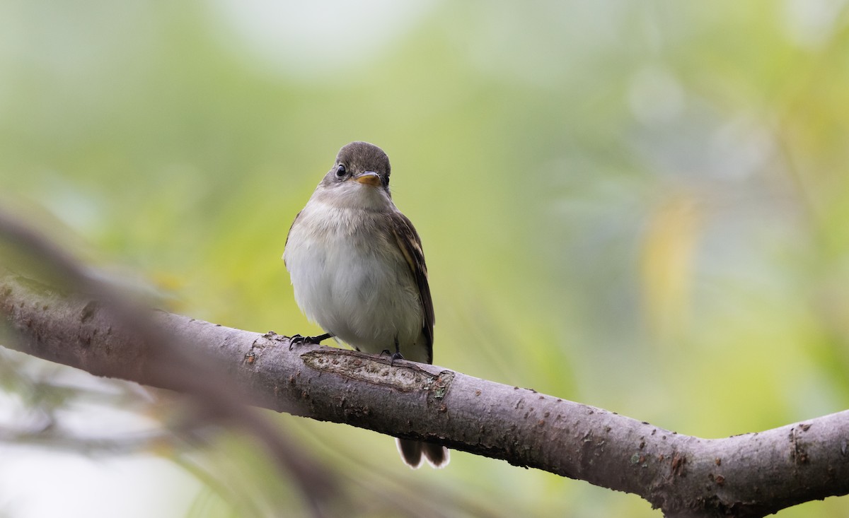 Willow Flycatcher - Jay McGowan