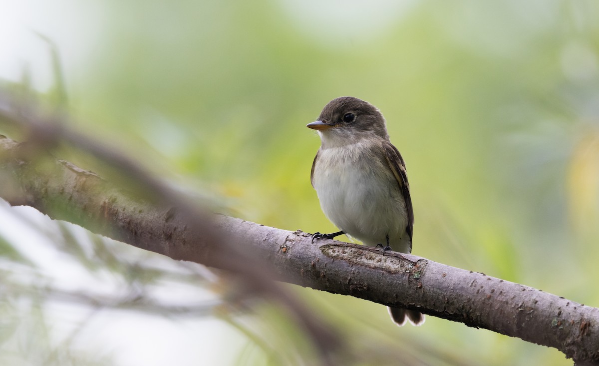 Willow Flycatcher - ML606100321