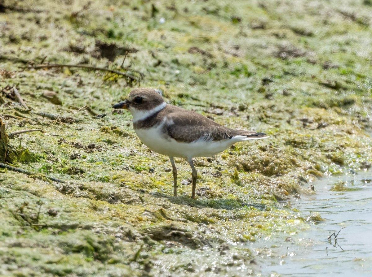 Semipalmated Plover - ML606100971