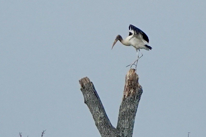 Wood Stork - ML606101121
