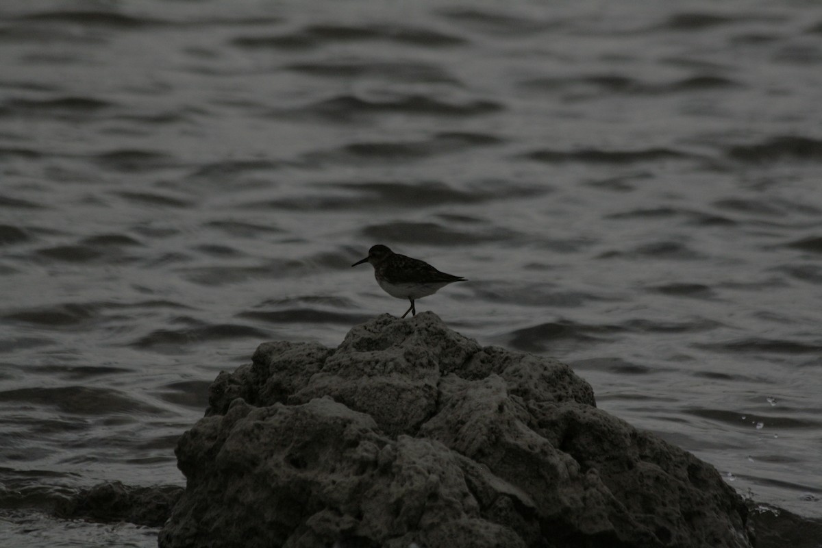 Least Sandpiper - ML606101131