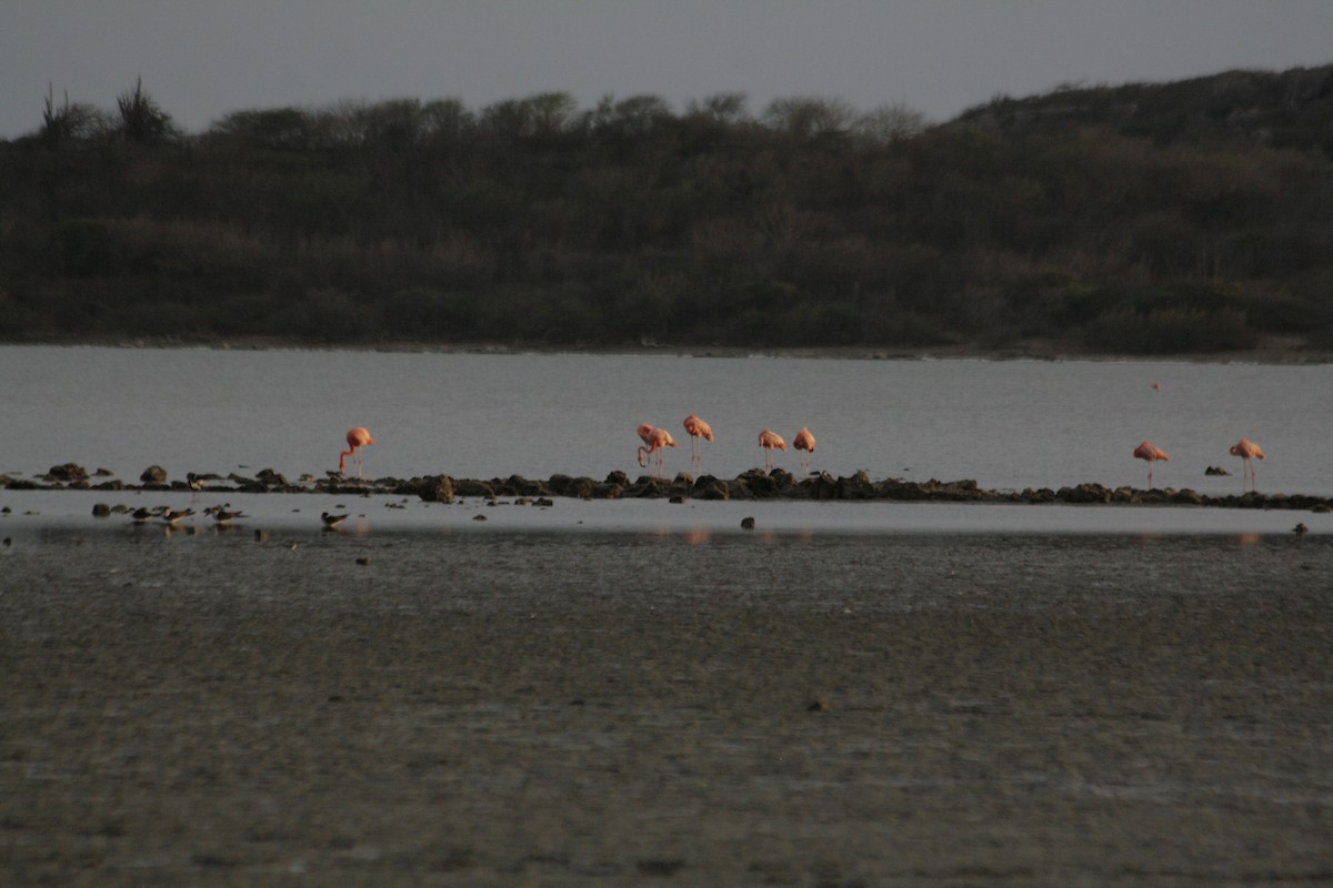 American Flamingo - ML606101611