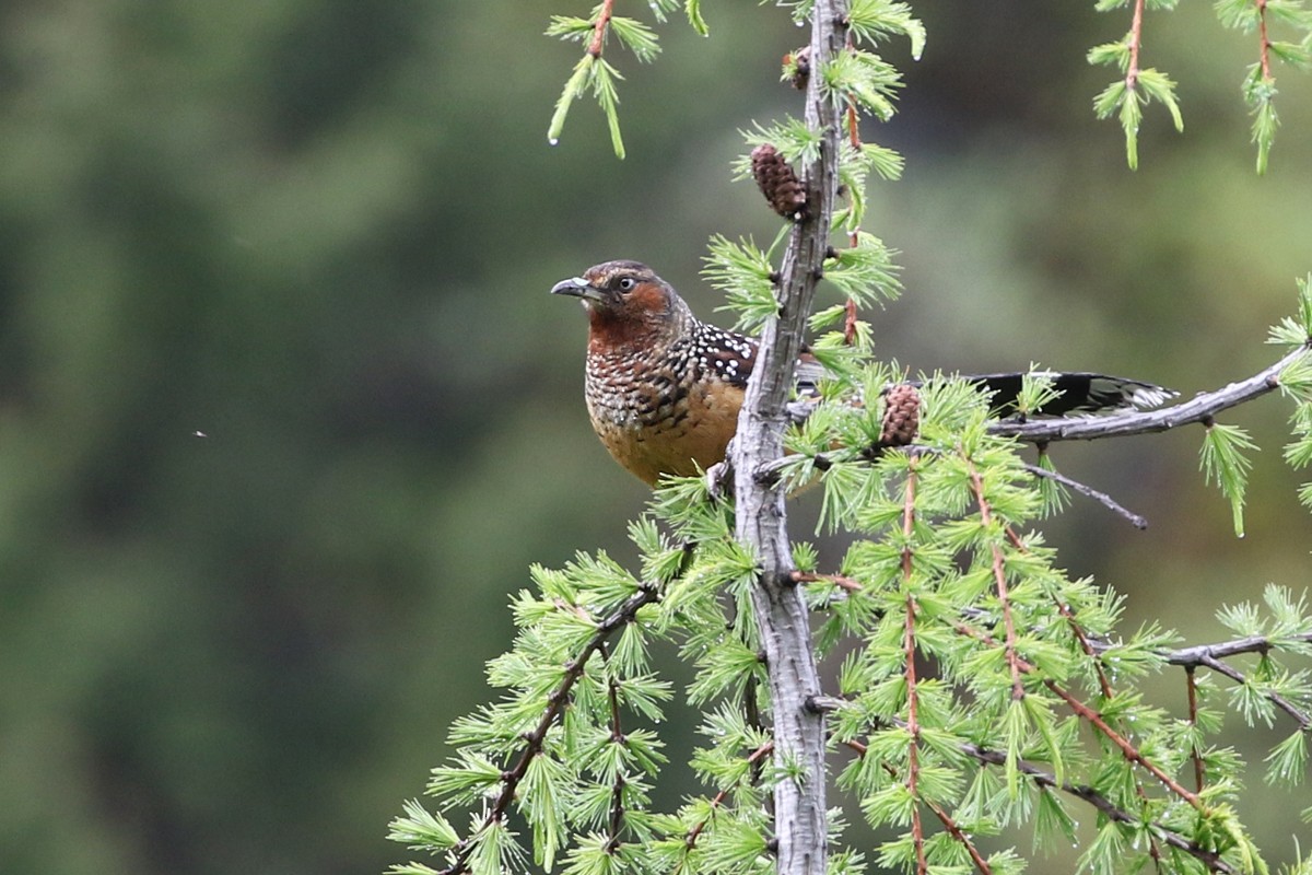 Giant Laughingthrush - ML60610211