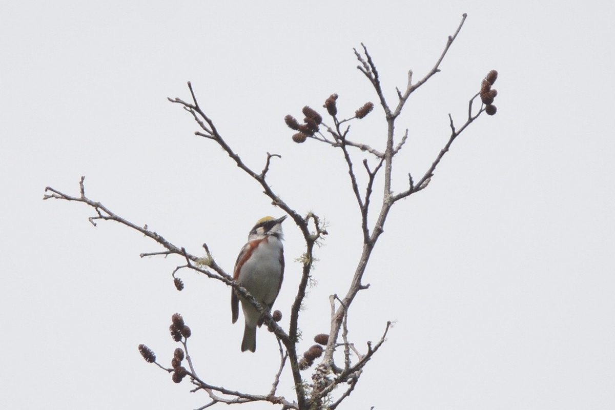 Chestnut-sided Warbler - ML606102901