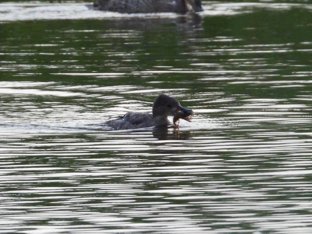 Hooded Merganser - ML606103201