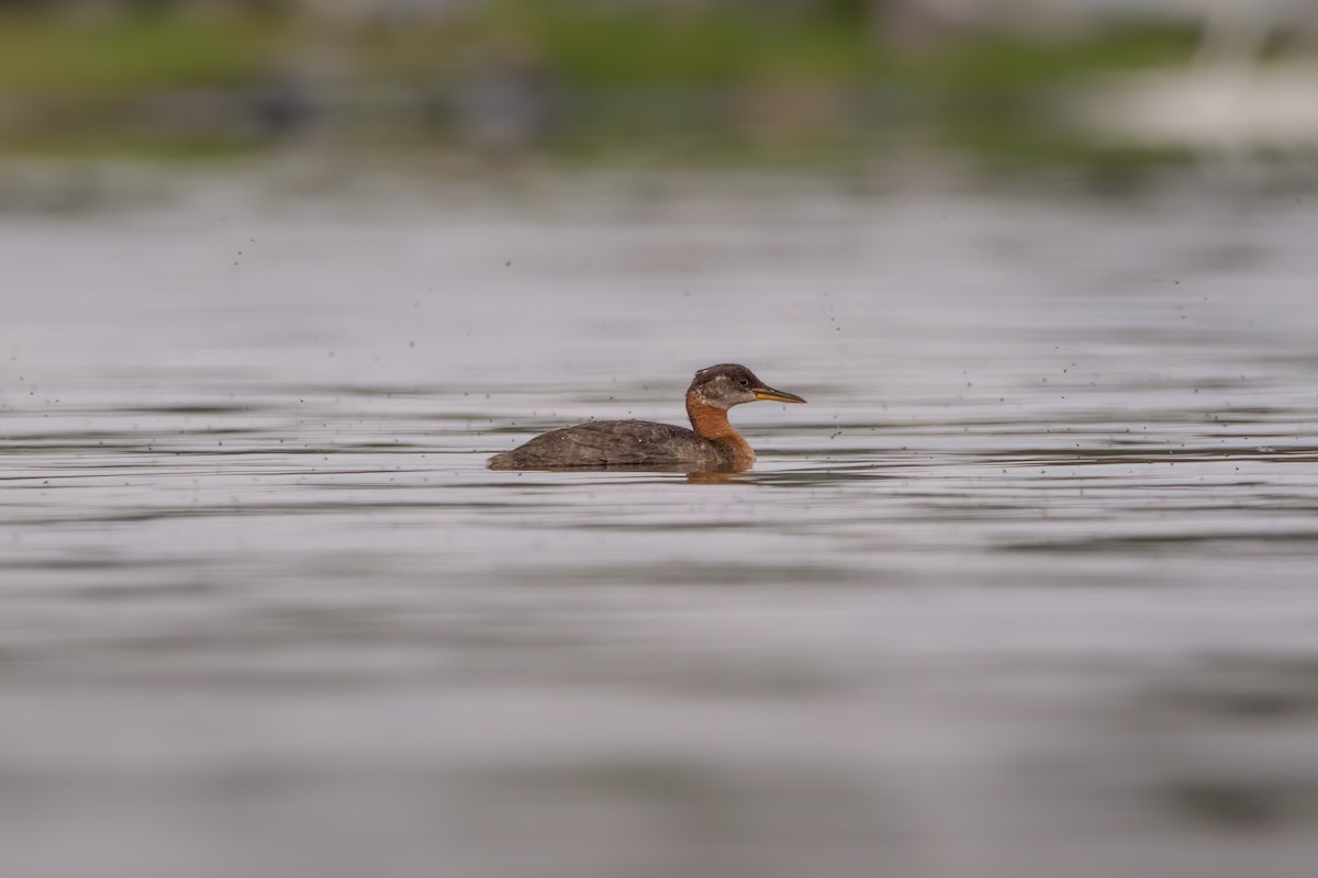 Red-necked Grebe - ML606103341