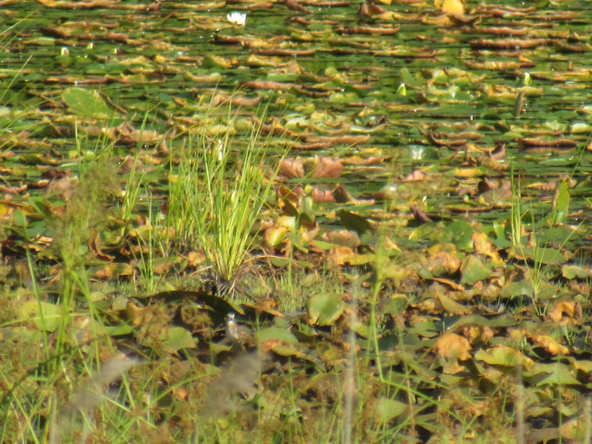 Semipalmated Sandpiper - ML606103571